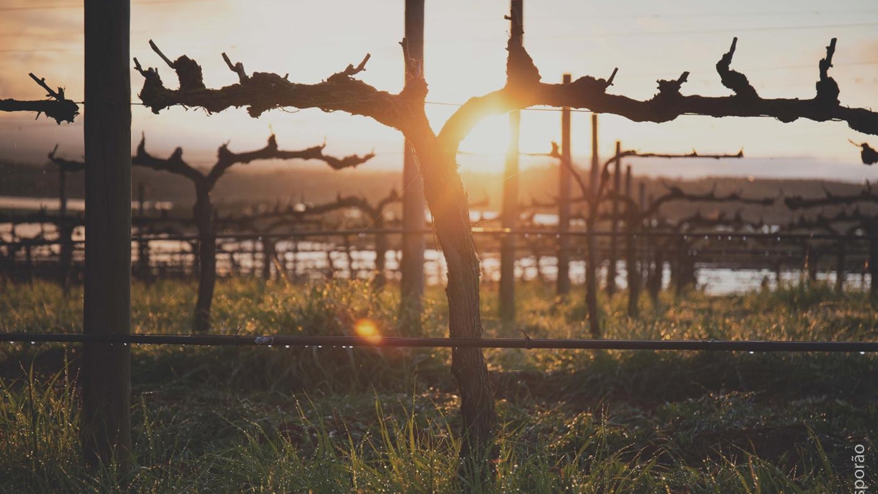 Esporão é o maior proprietário de vinha biológica em Portugal e um dos maiores do mundo